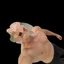 vizicapitali