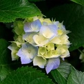 coppiacuriosa2008837512