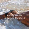 devidpalermo