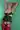 Coppia_Coccinelle