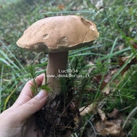 Luca034