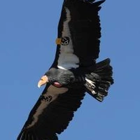 whitecondor