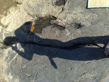 coppiapiperita